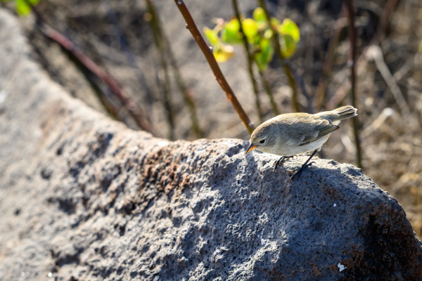 Galapagos Finch