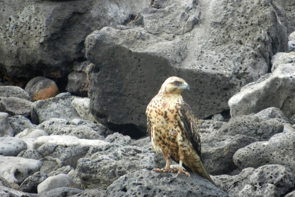 Galapagos hawk