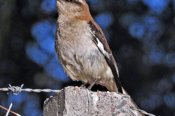 Galapagos Mockingbird
