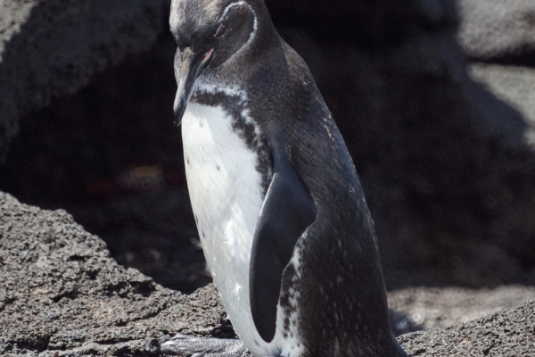 Galapagos penguin