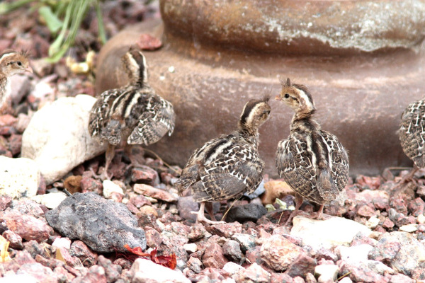 Gambel's Quail