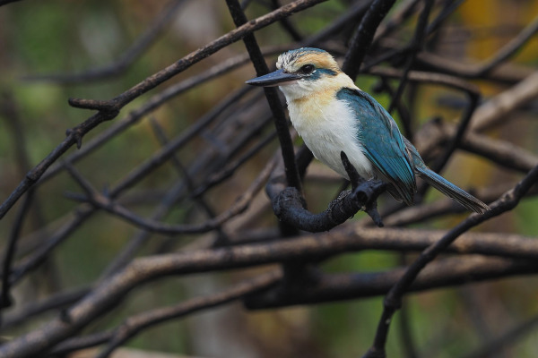 Gambier's Kingfisher