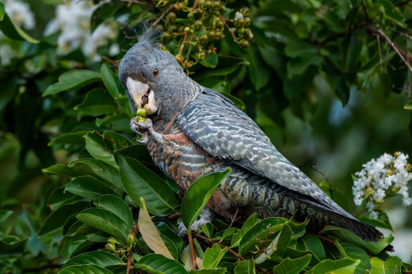 Gang-gang Cockatoo