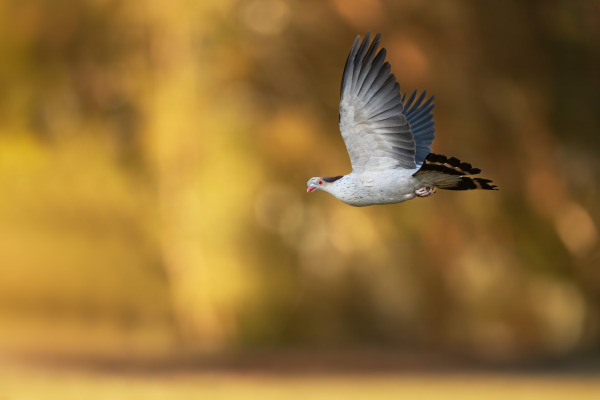Gang-gang Cockatoo