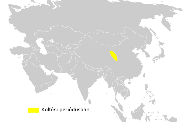 Gansu Leaf Warbler