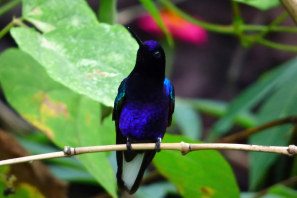 Garden Emerald