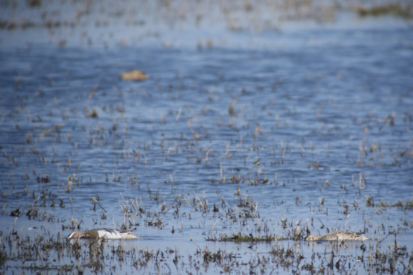 Garganey