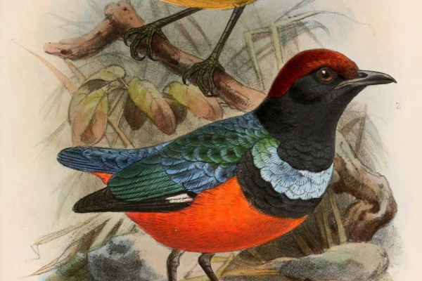 Garnet Pitta
