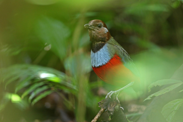 Garnet Pitta