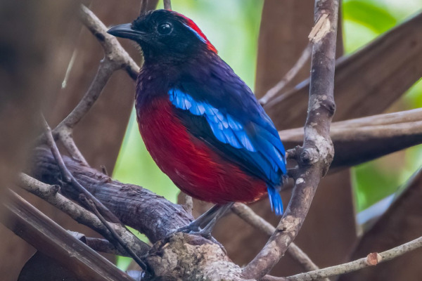 Garnet Pitta