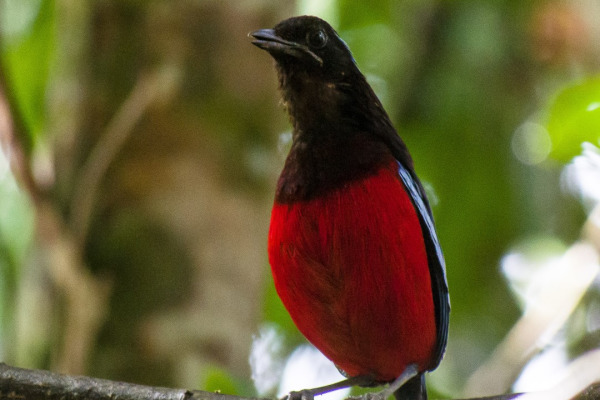 Garnet Pitta