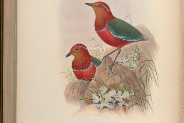 Garnet pitta