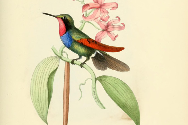 Garnet Pitta