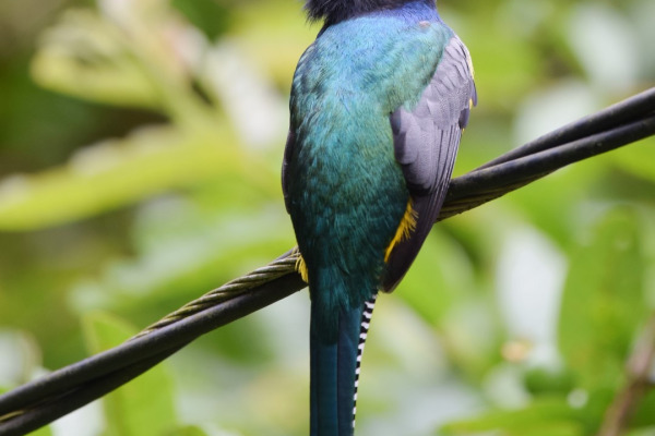 Gartered Trogon