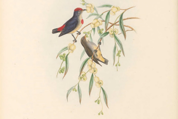 Geelvink Pygmy Parrot