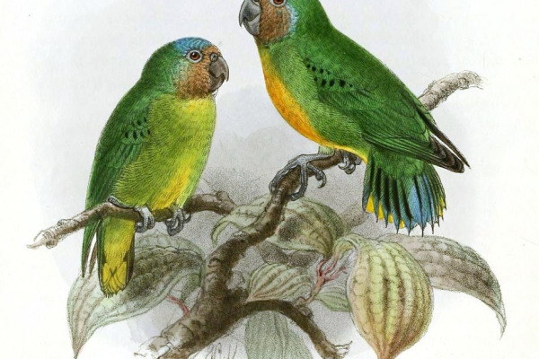 Geelvink Pygmy Parrot