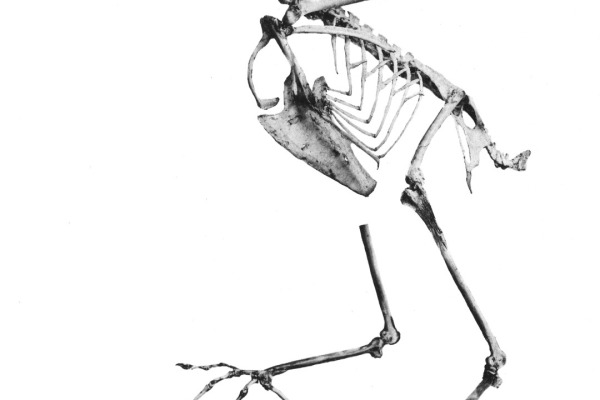 Geisler's Catbird