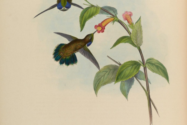 Geoffroy's Wedgebill