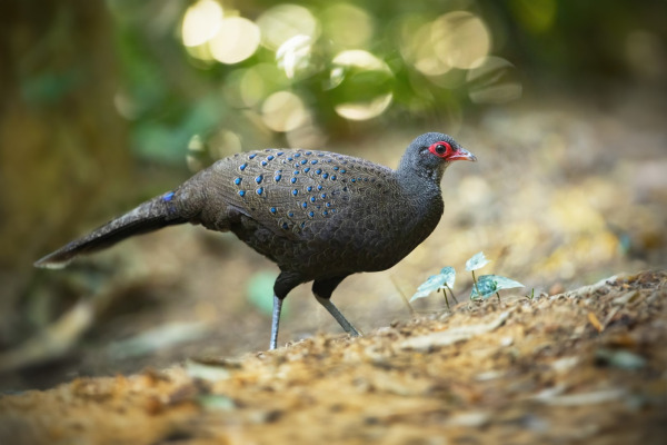 Germain's peacock-pheasant