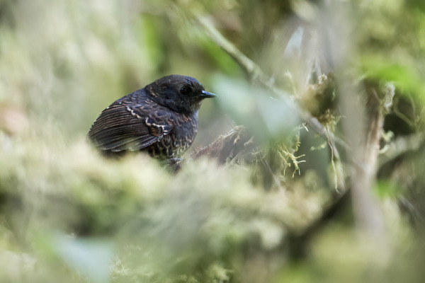 Getty's Tapaculo