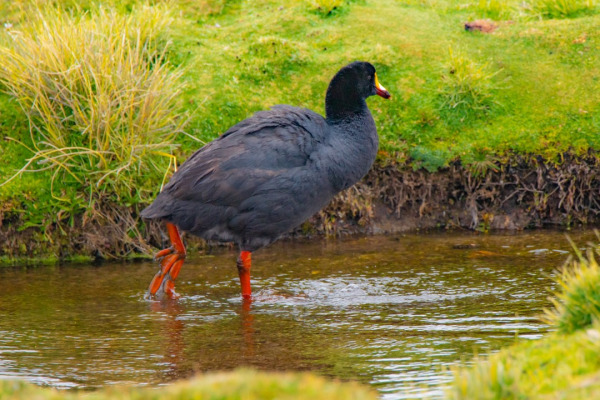 Giant Coot