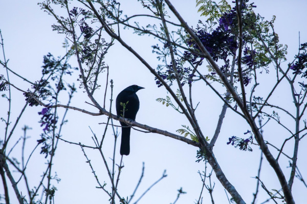 Giant Cowbird