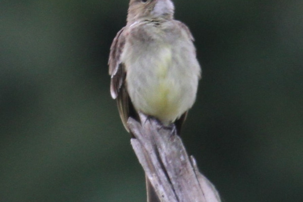 Giant Elaenia