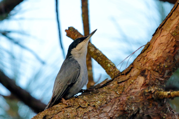 Giant Nuthatch
