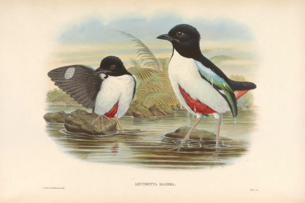 Giant Pitta