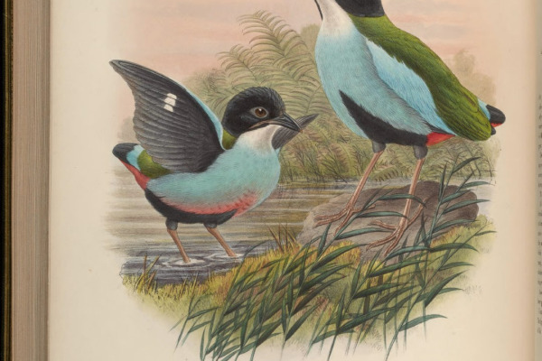 Giant Pitta