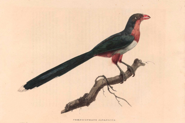 Giant Pitta