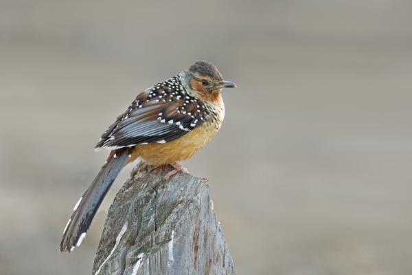 Giant Scimitar Babbler