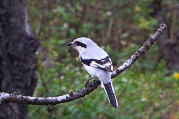 Giant Shrike