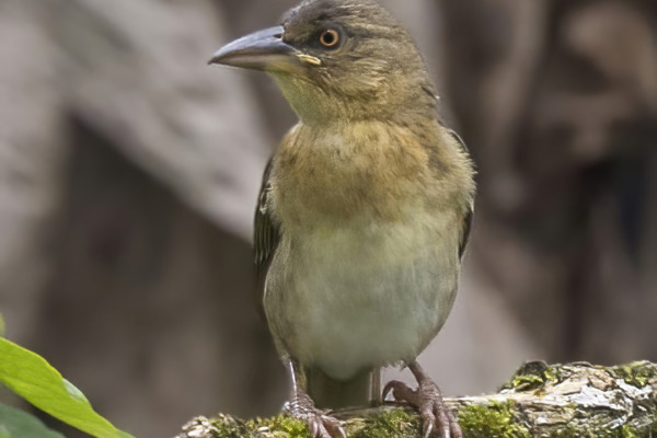Giant Weaver