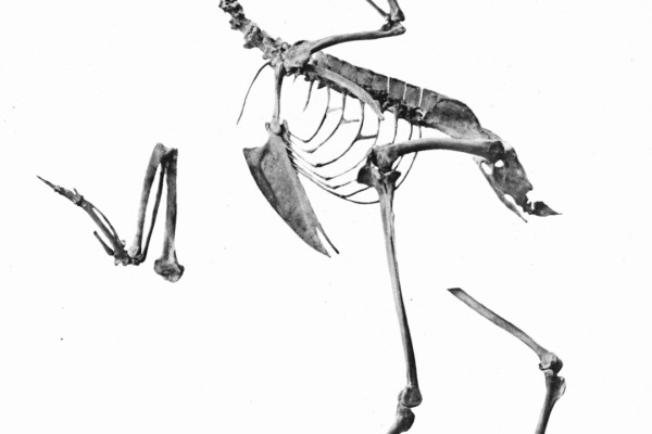 Giant Wood-Rail