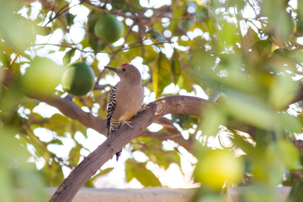 Gila woodpecker