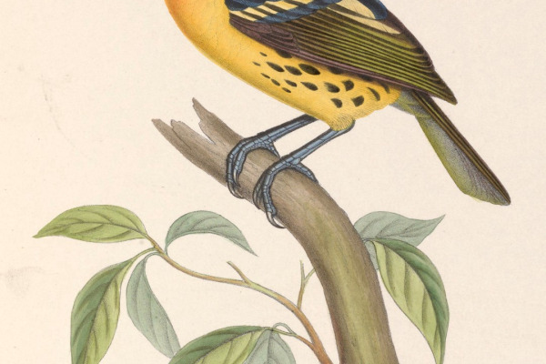 Gilded Barbet