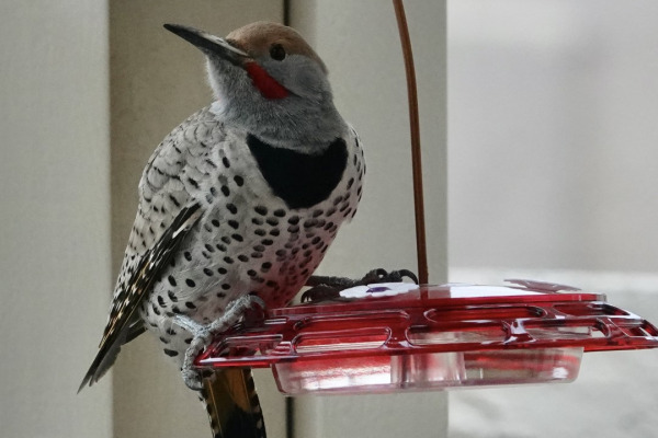 Gilded Flicker