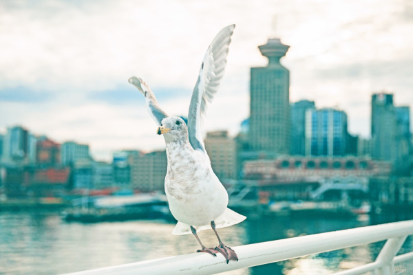 Glaucous-winged Gull