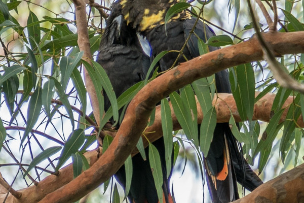 Glossy Black Cockatoo