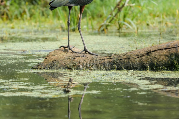 Glossy Ibis