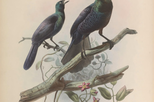 Glossy-mantled Manucode