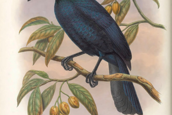 Glossy-mantled Manucode