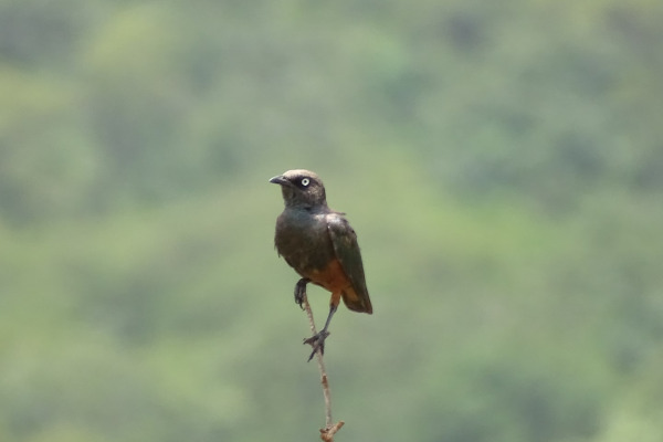 Glossy Starling