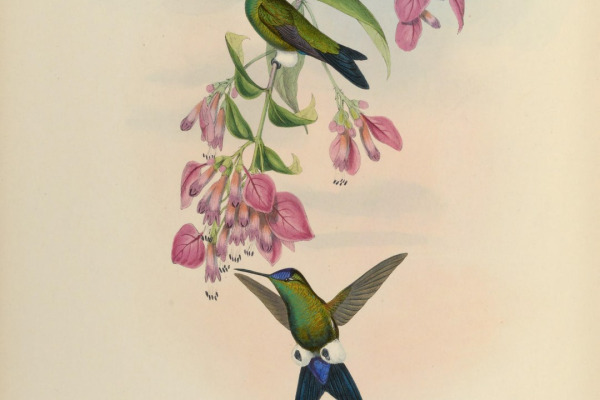 Glowing Puffleg