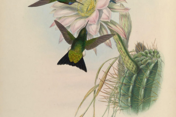 Glowing Puffleg