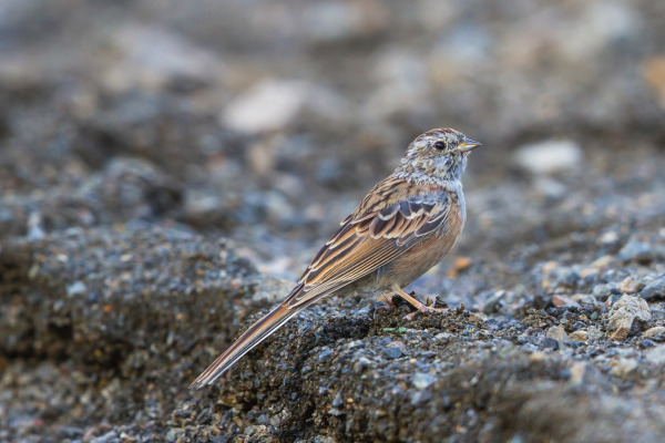 Godlewski's Bunting