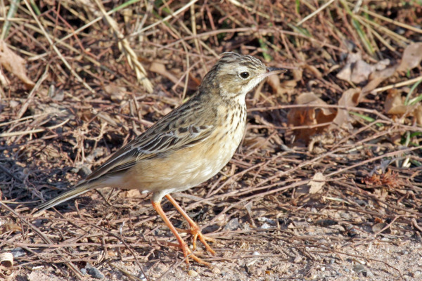 Godlewski's Bunting
