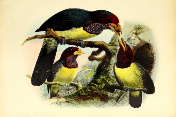 Goffin's Cockatoo