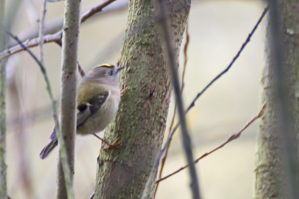 Goldcrest
